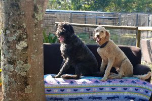 Sofa Garden Kennels at Wingham Pet Motel