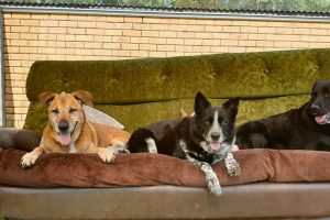 Sofa Garden Kennels at Wingham Pet Motel