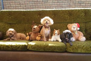 Sofa Garden Kennels at Wingham Pet Motel