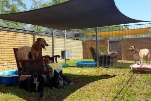 Sofa Garden Kennels at Wingham Pet Motel