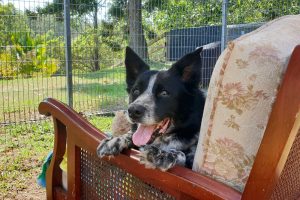 Sofa Garden Kennels at Wingham Pet Motel