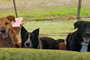 Sofa Garden Kennels at Wingham Pet Motel