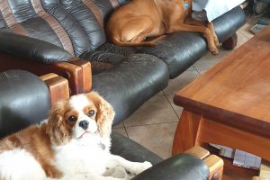 Canine Country Lodge at Wingham Pet Motel