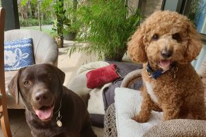 Canine Country Lodge at Wingham Pet Motel