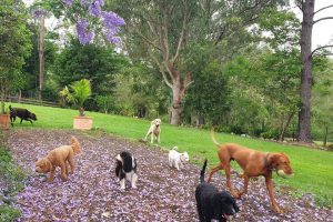 Canine Country Lodge at Wingham Pet Motel