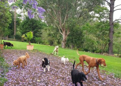Canine Country Lodge at Wingham Pet Motel