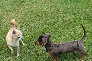 Canine Country Lodge at Wingham Pet Motel