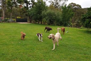 Canine Country Lodge at Wingham Pet Motel