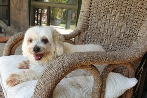 Canine Country Lodge at Wingham Pet Motel