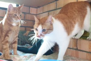 Wingham Pet Motel Cattery