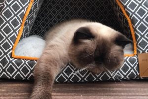 Wingham Pet Motel Cattery