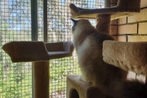 Wingham Pet Motel Cattery