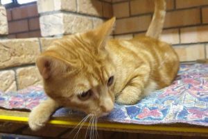 Wingham Pet Motel Cattery