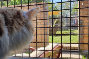 Wingham Pet Motel Cattery