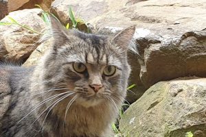 Wingham Pet Motel Cattery