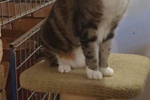 Wingham Pet Motel Cattery