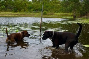 Lake View Kennels at Wingham Pet Motel