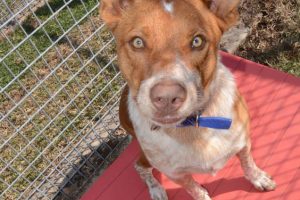 Lake View Kennels at Wingham Pet Motel