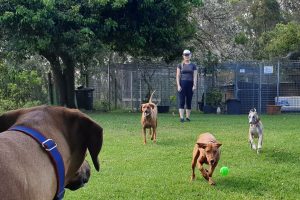 Lake View Kennels at Wingham Pet Motel