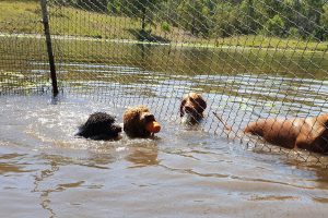 Lake View Kennels at Wingham Pet Motel
