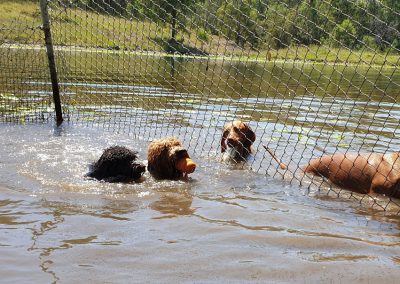 Lake View Kennels at Wingham Pet Motel