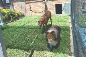 Lake View Kennels at Wingham Pet Motel