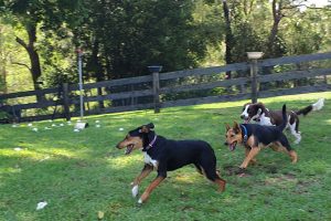 Lake View Kennels at Wingham Pet Motel