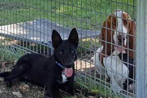 Lake View Kennels at Wingham Pet Motel