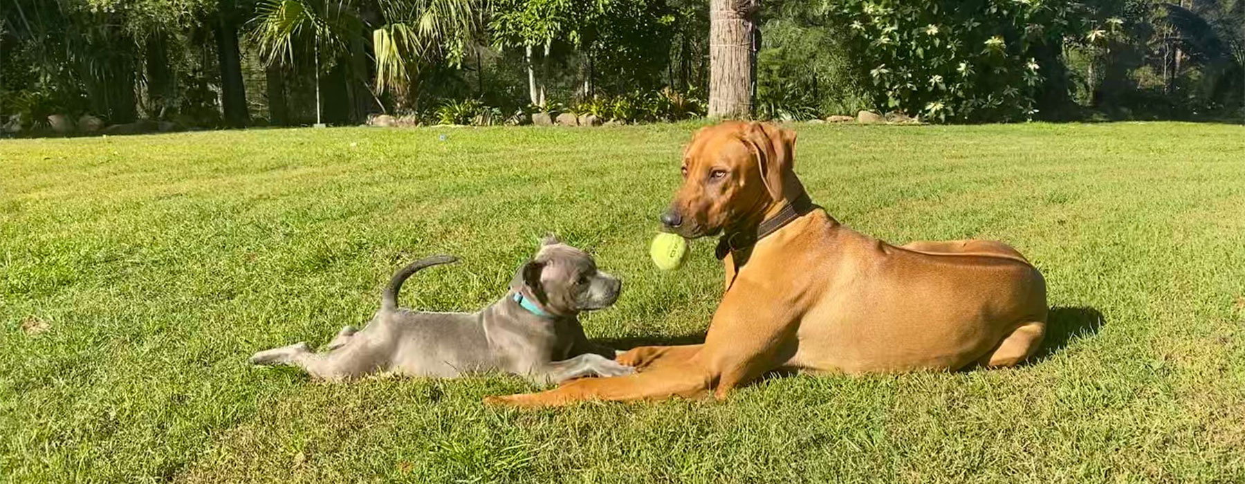 Puppies playing with ball